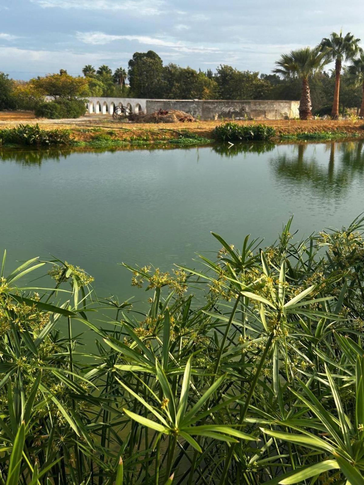 Glamping On Organic Yoga Farm With Natural Swimming Pool Near Beach Moncarapacho Zewnętrze zdjęcie